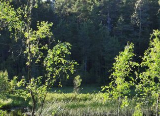 Äventyr i Trehörningsskogen Trehörningsskogens naturreservat