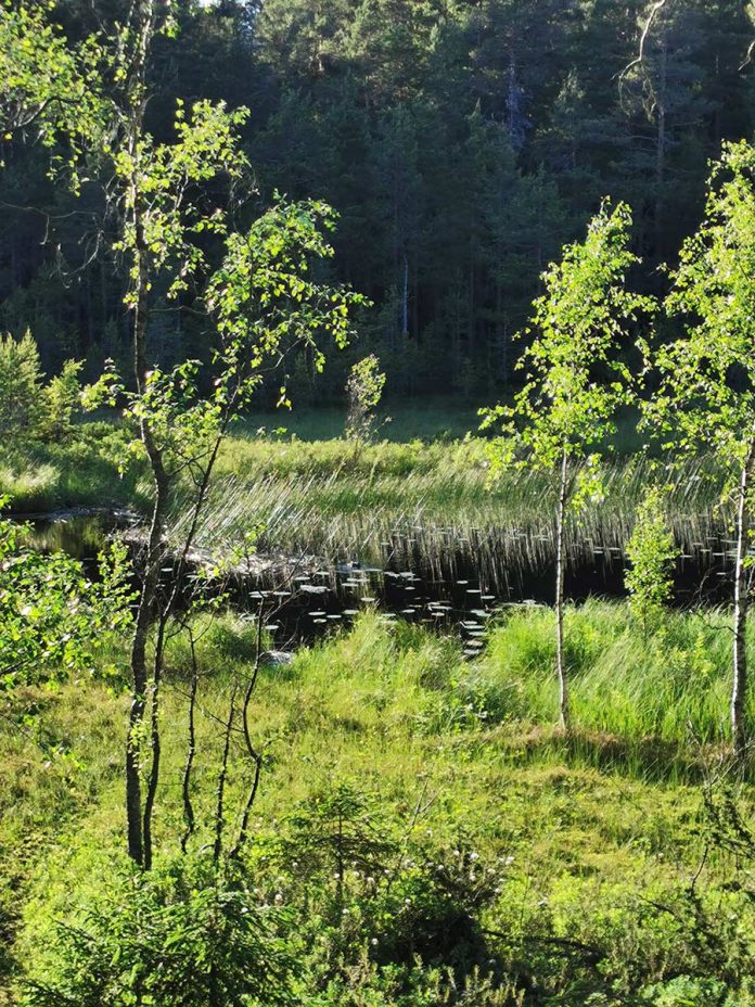 Trehörningsskogens naturreservat