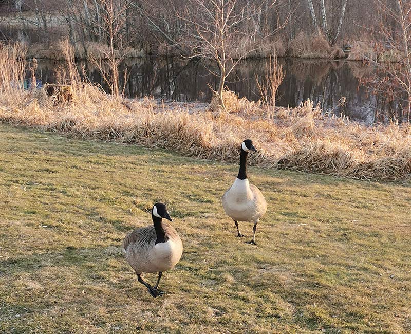 Huskvarnaån